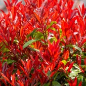 三重カナメ 【花木苗 3.5号】|植木・花木