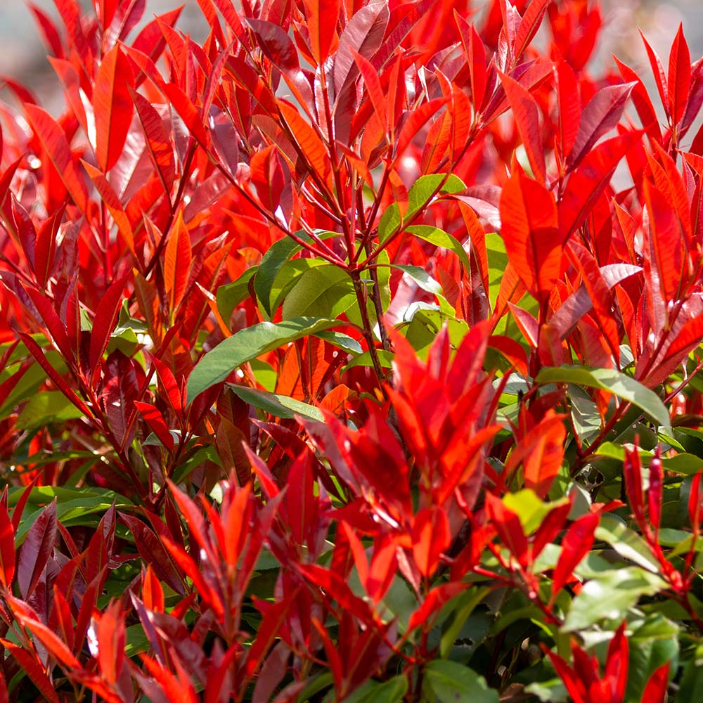 三重カナメ 【花木苗 3.5号】