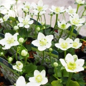 ウメバチソウ(梅鉢草) 【花苗 3.5号】|花苗