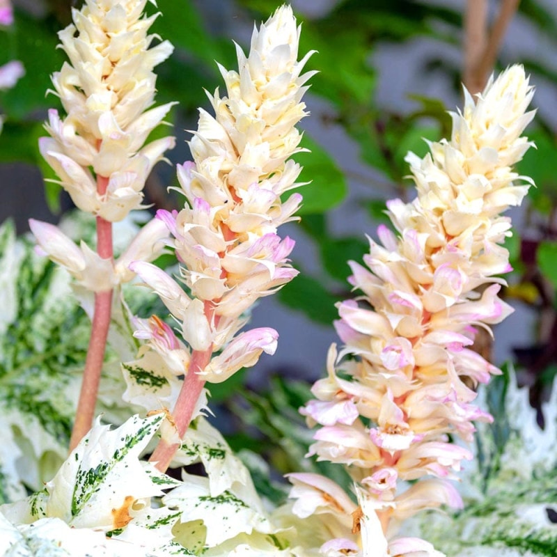 アエオニウム カシミヤバイオレット 【多肉植物 5号／1個売り
