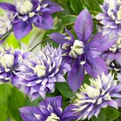 クレマチス 大河 【花苗 3.5号】|花苗