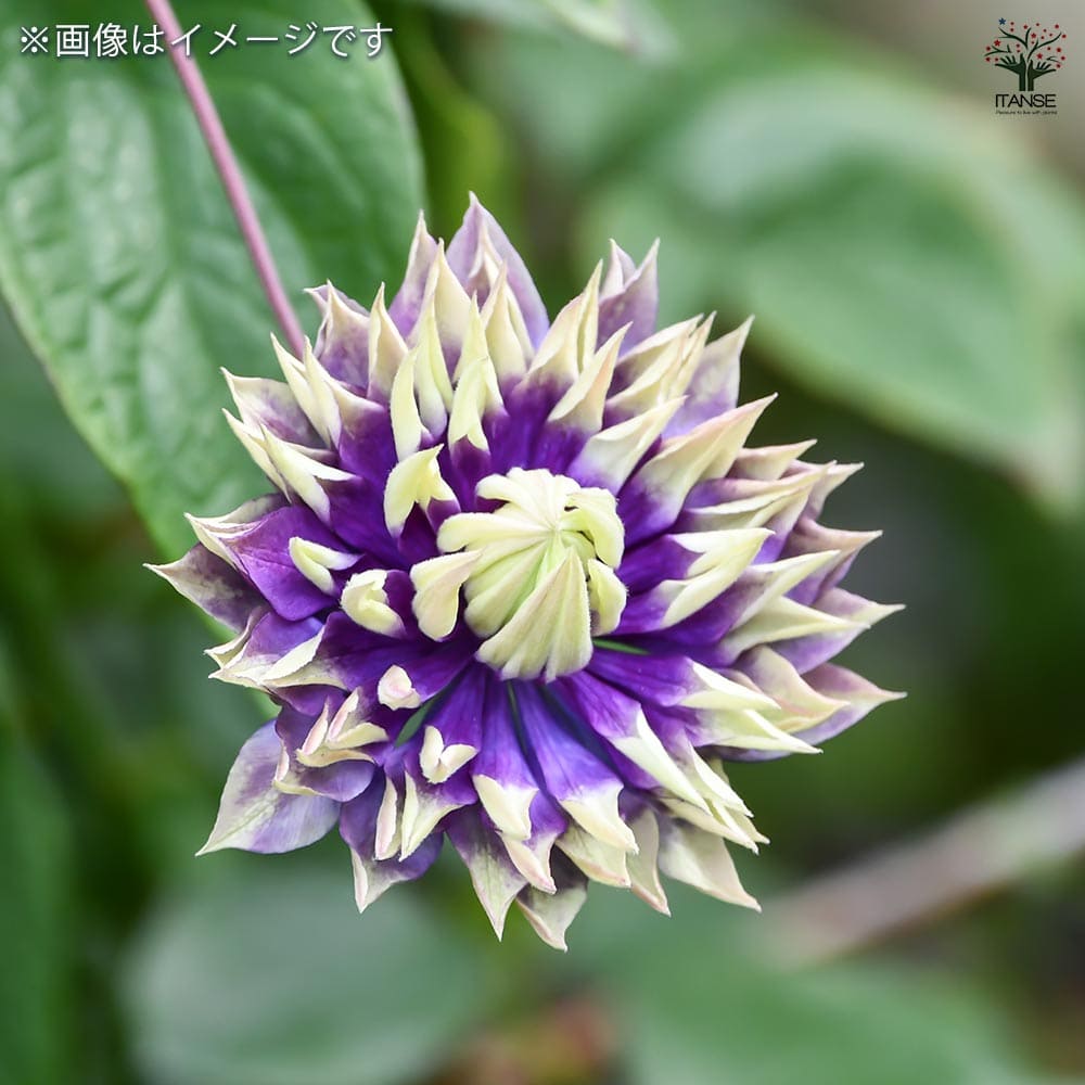 クレマチス 大河 【花苗 3.5号】｜ 【植物のITANSE】全品送料