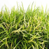 リュウノヒゲ 玉竜 黄金竜 【花苗 3号】|花苗