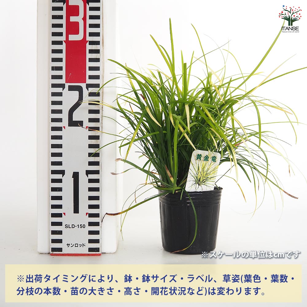 リュウノヒゲ 玉竜 黄金竜 【花苗 3号】｜ 【植物のITANSE】全品