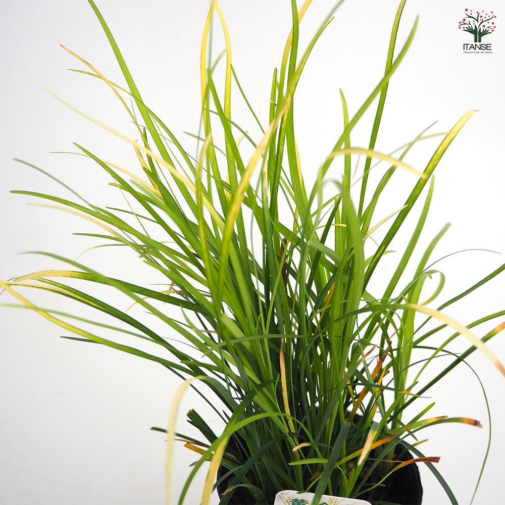 Birdstayさま専用。山採りクロモジとリュウノヒゲ。 リュウノヒゲ様専用 Birdstayさま専用。山採りクロモジとリュウノヒゲ