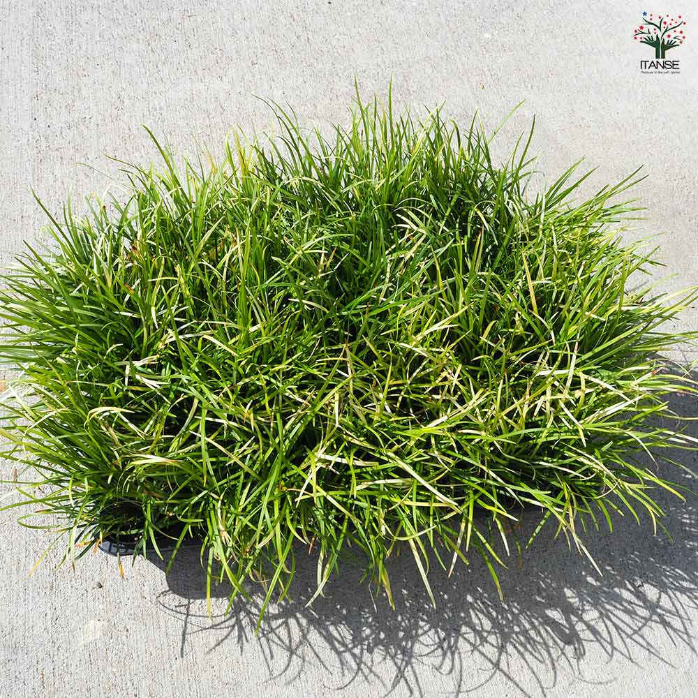 リュウノヒゲ 玉竜 黄金竜 【花苗 3号】｜ 【植物のITANSE