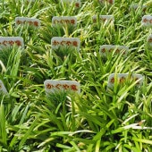 リュウノヒゲ 玉竜 カグヤリュウ 【花苗 2.5号】|花苗