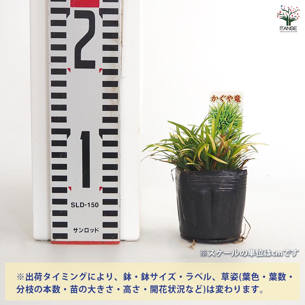 リュウノヒゲ 玉竜 カグヤリュウ 【花苗 2.5号】｜ 【植物の