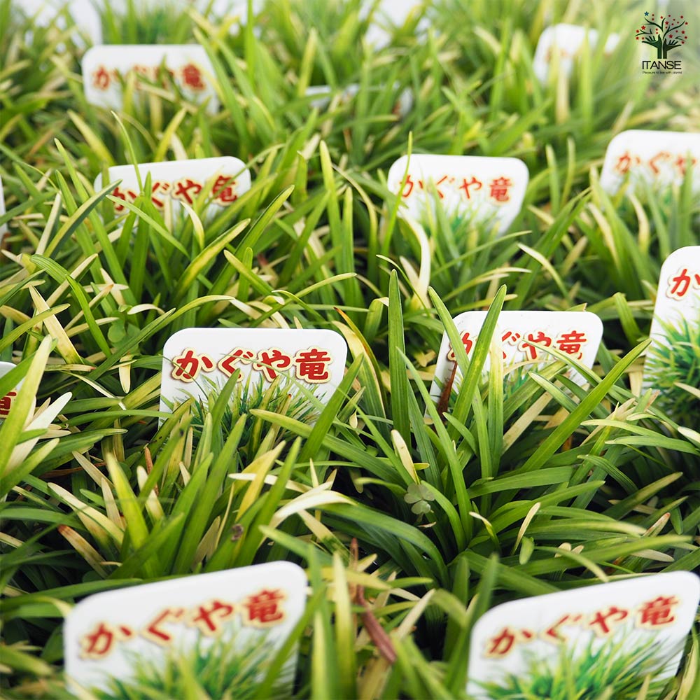 リュウノヒゲ 玉竜 カグヤリュウ 【花苗 2.5号】｜ 【植物の