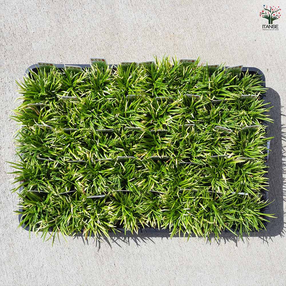 ヒカゲノカズラ　　キューピット様 ピカキュウ ニッサン キューブ (Z11系 前/中期) 対応 LED バルブ