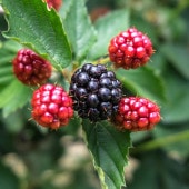 ブラックベリー ナバホ 【果樹の苗 3号】|果樹苗