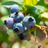 ブルーベリー ジュエル 【果樹の苗木 5号／1個売り】|ブルーベリー|果樹苗