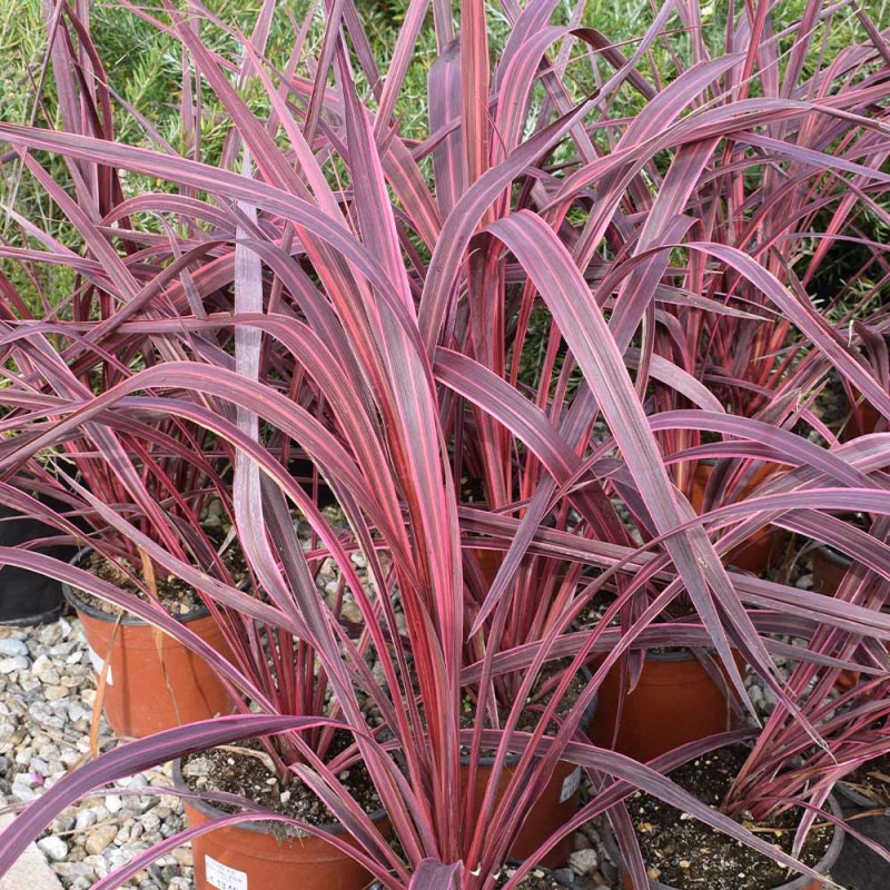 コルディリネ(コルジリネ) レッドスター 【観葉植物 5号ポット／1個