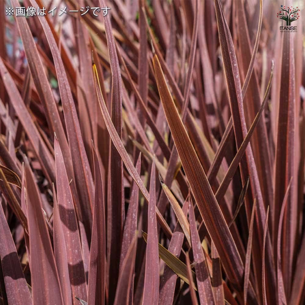 コルディリネ レッドスター(主木) 【観葉植物 3号】｜ 【植物の