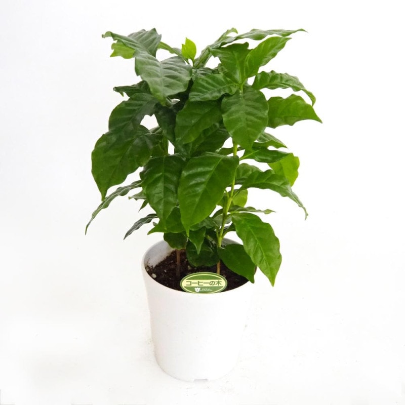 和三盆サトウキビ(竹糖)【果樹苗 10.5cmポット】｜ 【植物の