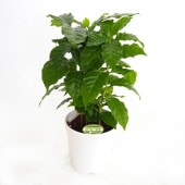 コーヒーの木 【観葉植物 4号】|観葉植物