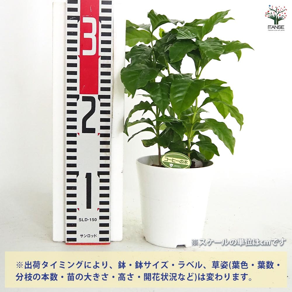 コーヒーの木 【観葉植物 4号】｜ 【植物のITANSE】全品送料無料