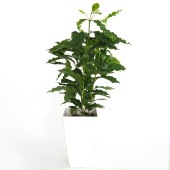 コーヒーの木 【観葉植物 7号／1個売り】|観葉植物