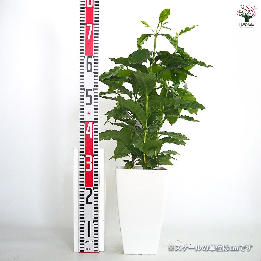 コーヒーの木 【観葉植物 7号／1個売り】｜ 【植物のITANSE