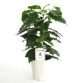 コーヒーの木 アラビカ種 【観葉植物 5号／1個売り】|観葉植物