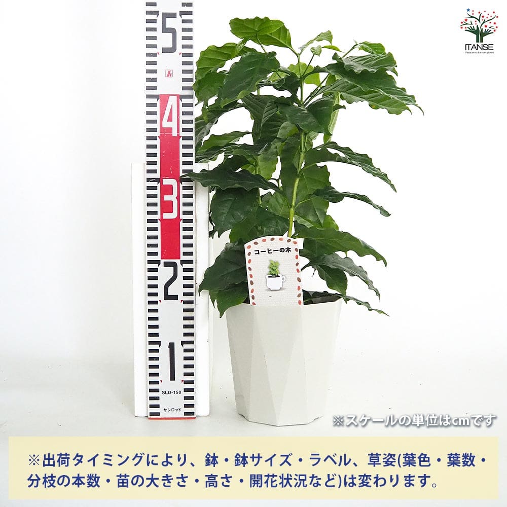 コーヒーの木 アラビカ種 【観葉植物 5号／1個売り】｜ 【植物の