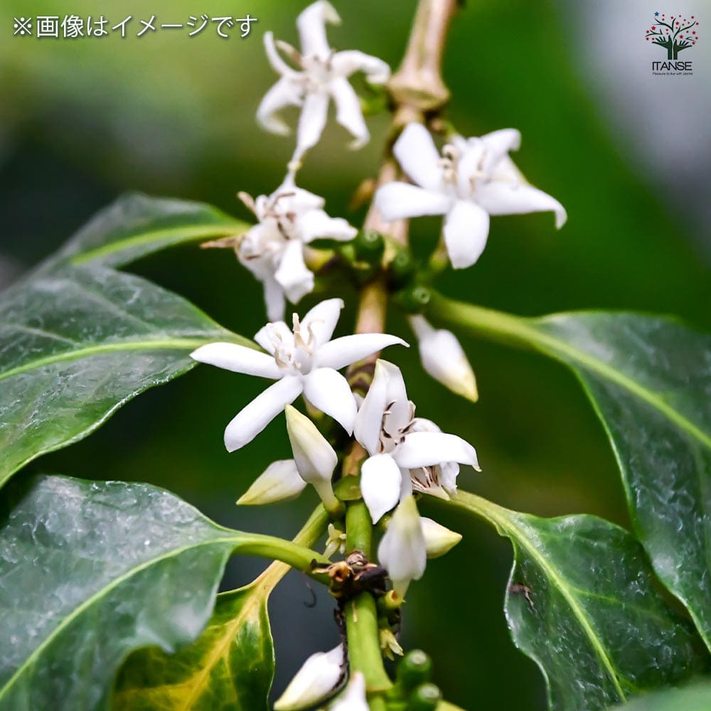 コーヒーの木 アラビカ種 【観葉植物 5号／1個売り】｜ 【植物の