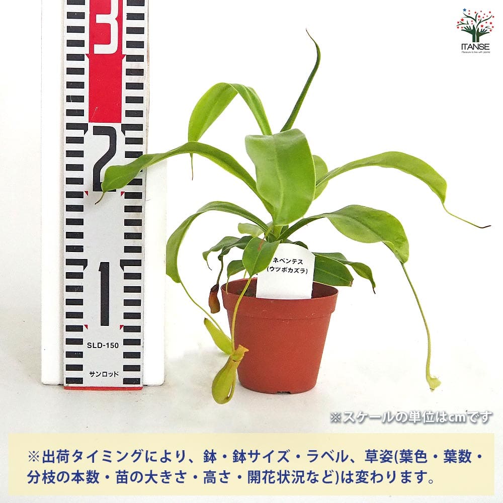 t*9様 ウツボカズラ　ネペンテス　N.ウンデュラティフォリア　挿し木3芽立ち ネペンテス (ウツボカズラ) 【観葉植物 3号】｜ 【植物のITANSE