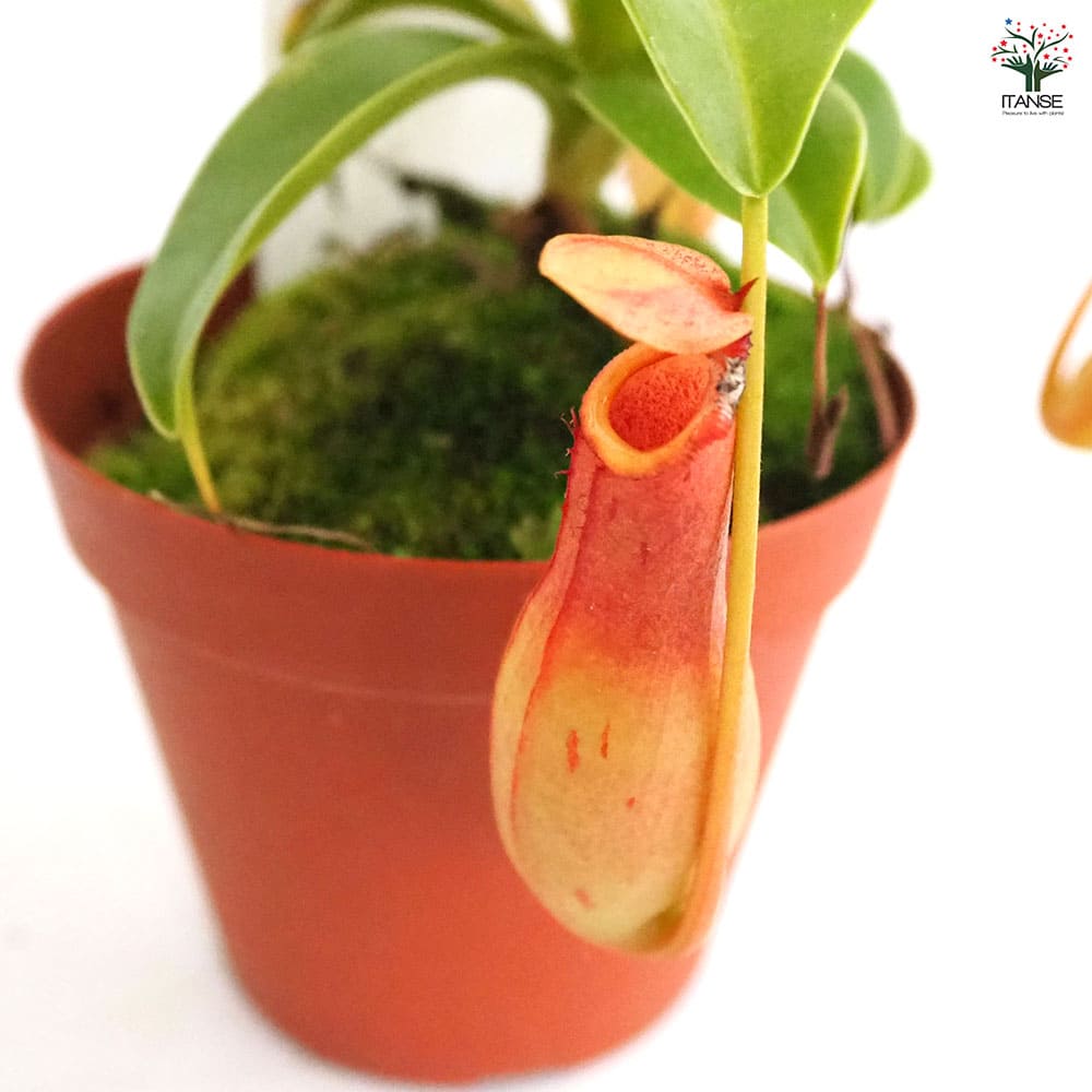 ネペンテス (ウツボカズラ) 【観葉植物 3号】｜ 【植物のITANSE