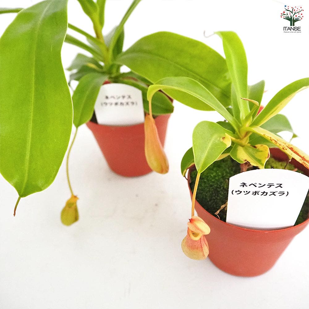 ネペンテス (ウツボカズラ) 【観葉植物 3号】｜ 【植物のITANSE