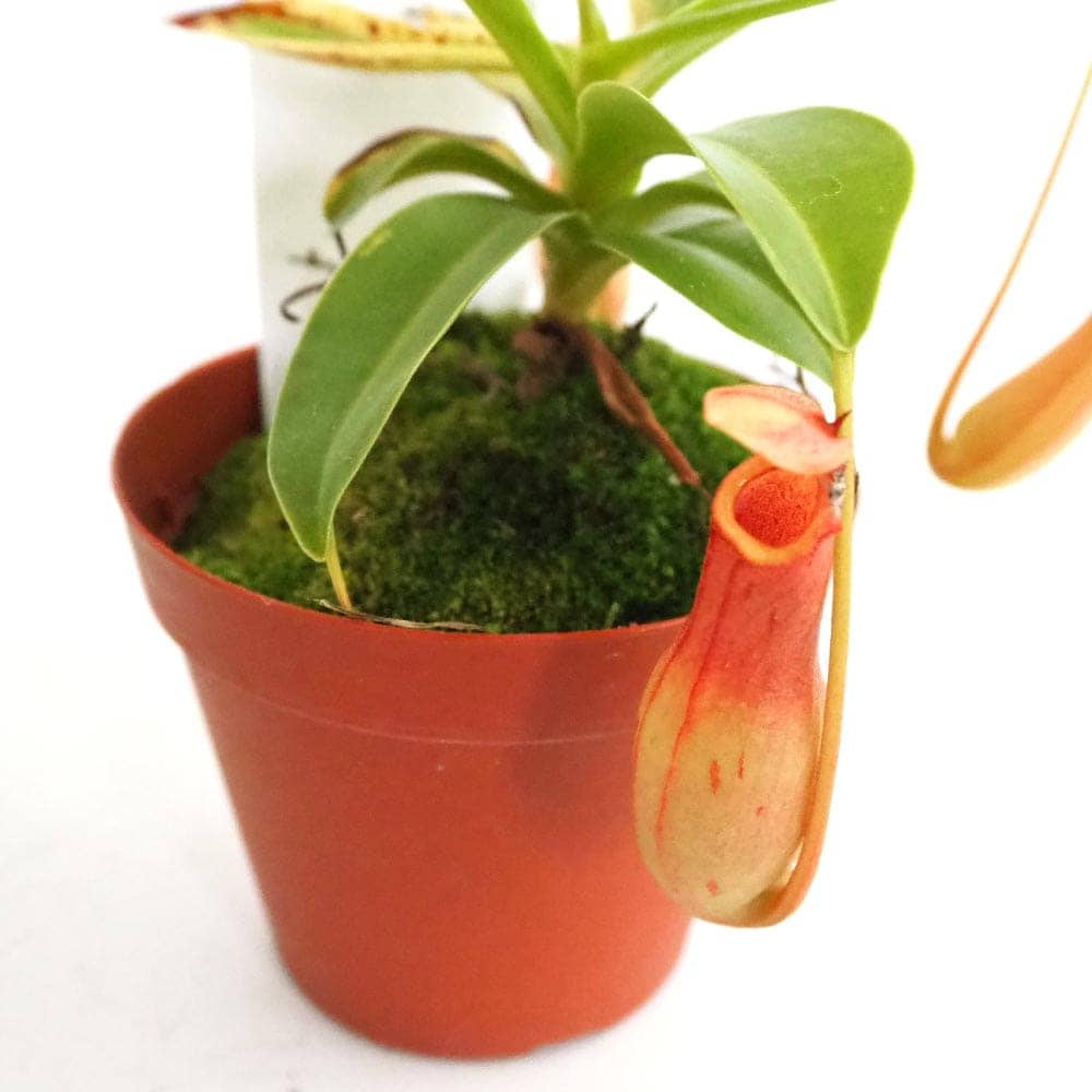 ネペンテス (ウツボカズラ) 【観葉植物 3号】