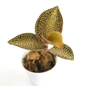 アネクトキルス ロクスバーギー ゴールドベイン 【観葉植物 2号】|観葉植物