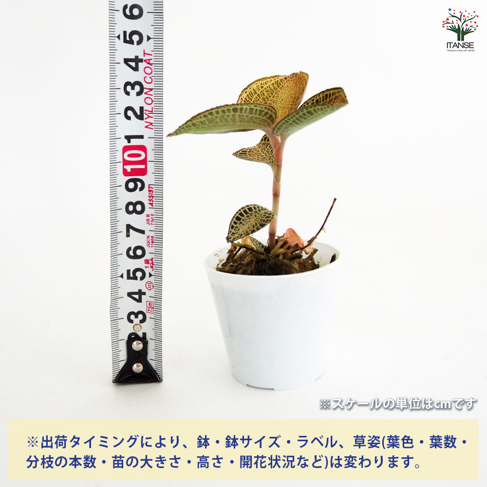アネクトキルス ロクスバーギー ゴールドベイン 【観葉植物 2号