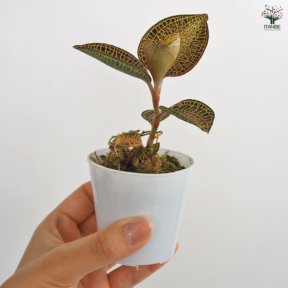 アネクトキルスロクスバーギーゴールドベイン ジュエルオーキッド　良大株 アネクトキルス ロクスバーギー 'ゴールドベインタイプ' (ジュエル