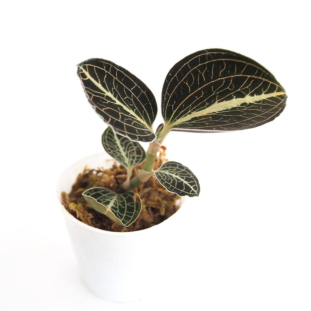 アネクトキルス ロクスバーギー 赤葉脈 【観葉植物 2号】