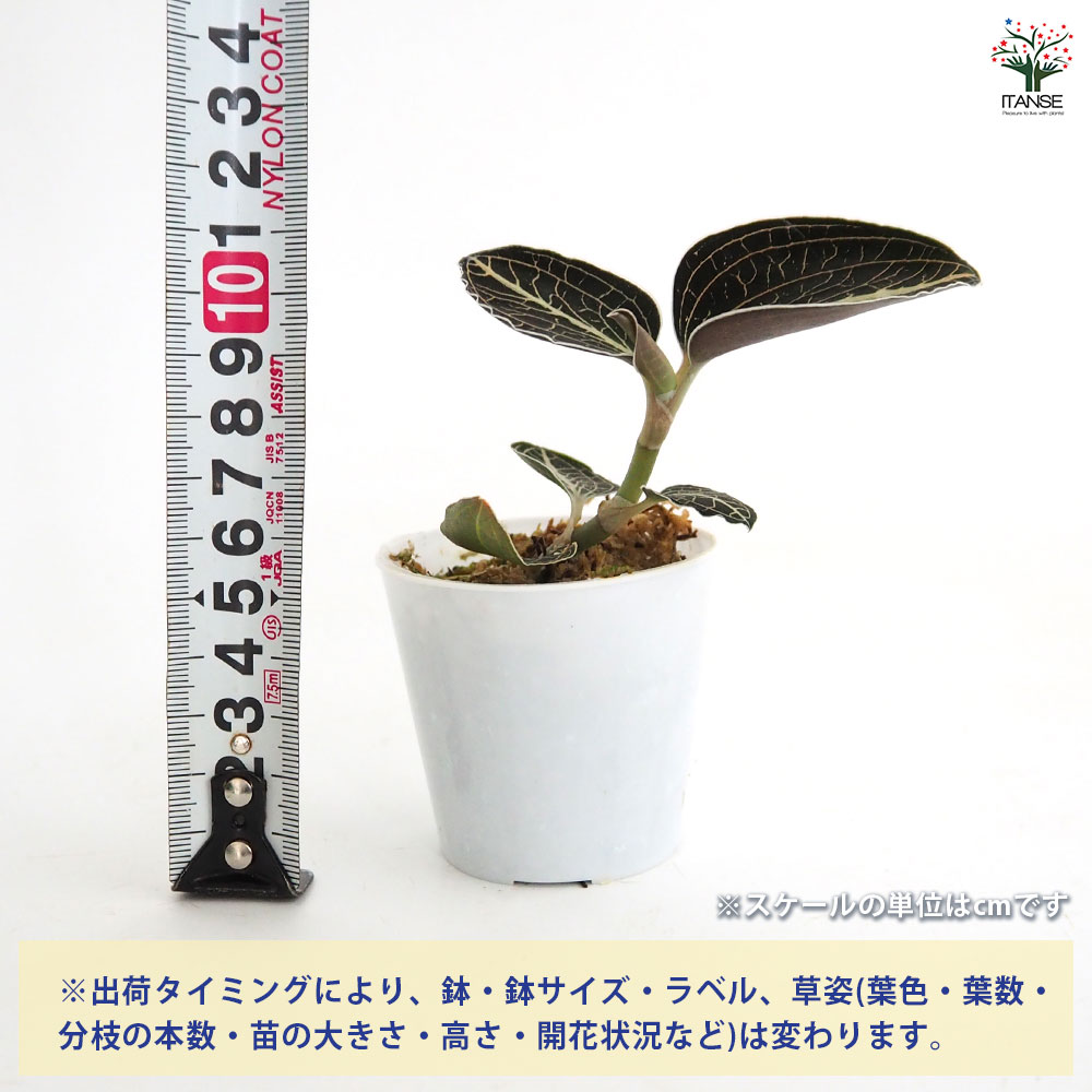 【まとめ売り 11株】アネクトキルス ロクスバーギー３種 まとめ売り 11株】アネクトキルス ロクスバーギー3種 【公式通販】