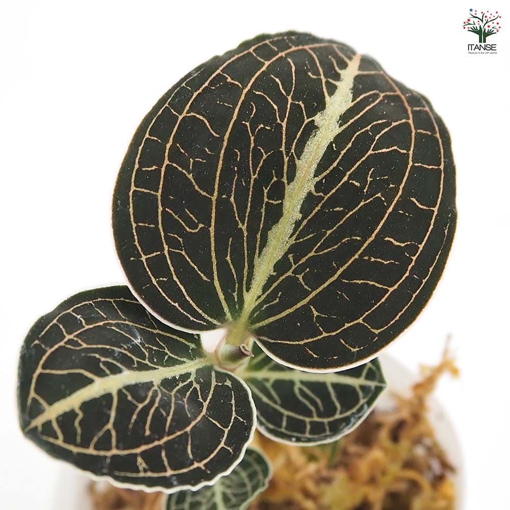 アネクトキルス ロクスバーギー 赤葉脈 【観葉植物 2号】｜ 【植物の