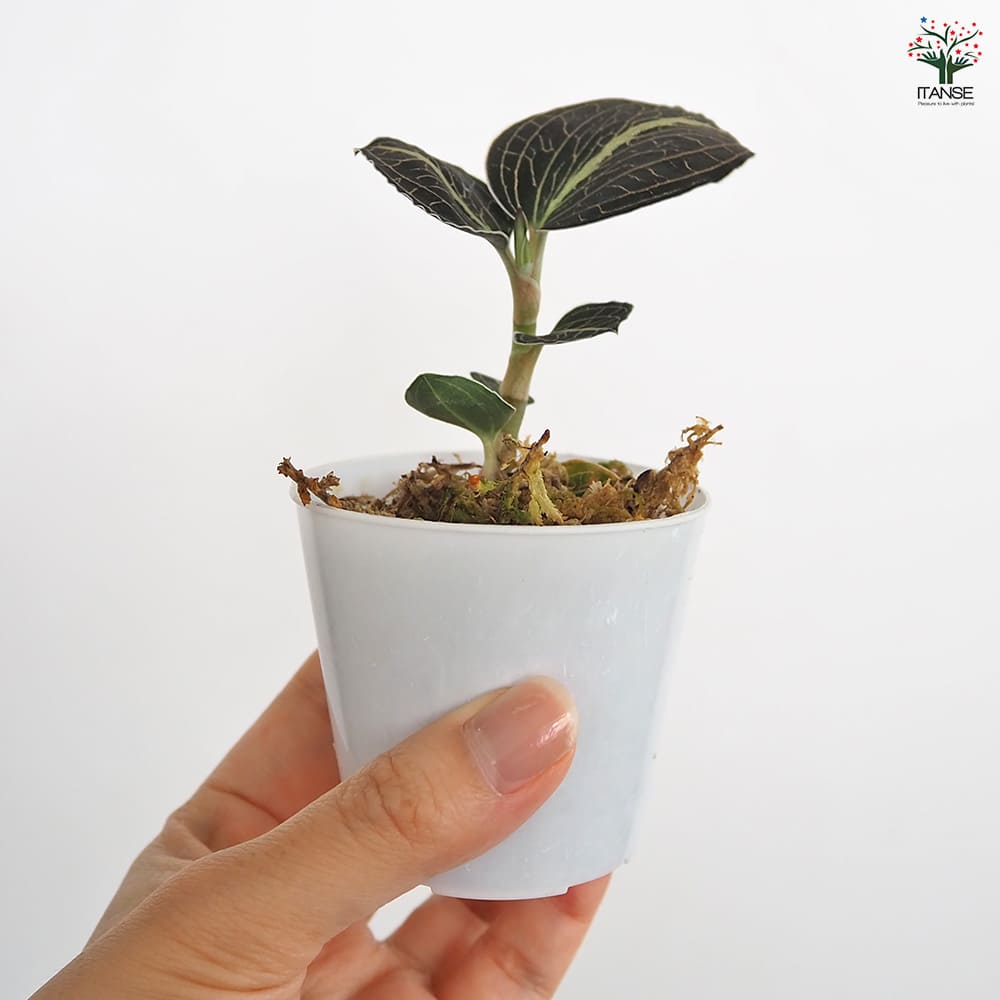 アネクトキルス ロクスバーギー 赤葉脈 【観葉植物 2号】｜ 【植物の