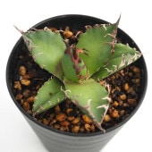 アガベ シーザー 【観葉植物 3号】|観葉植物