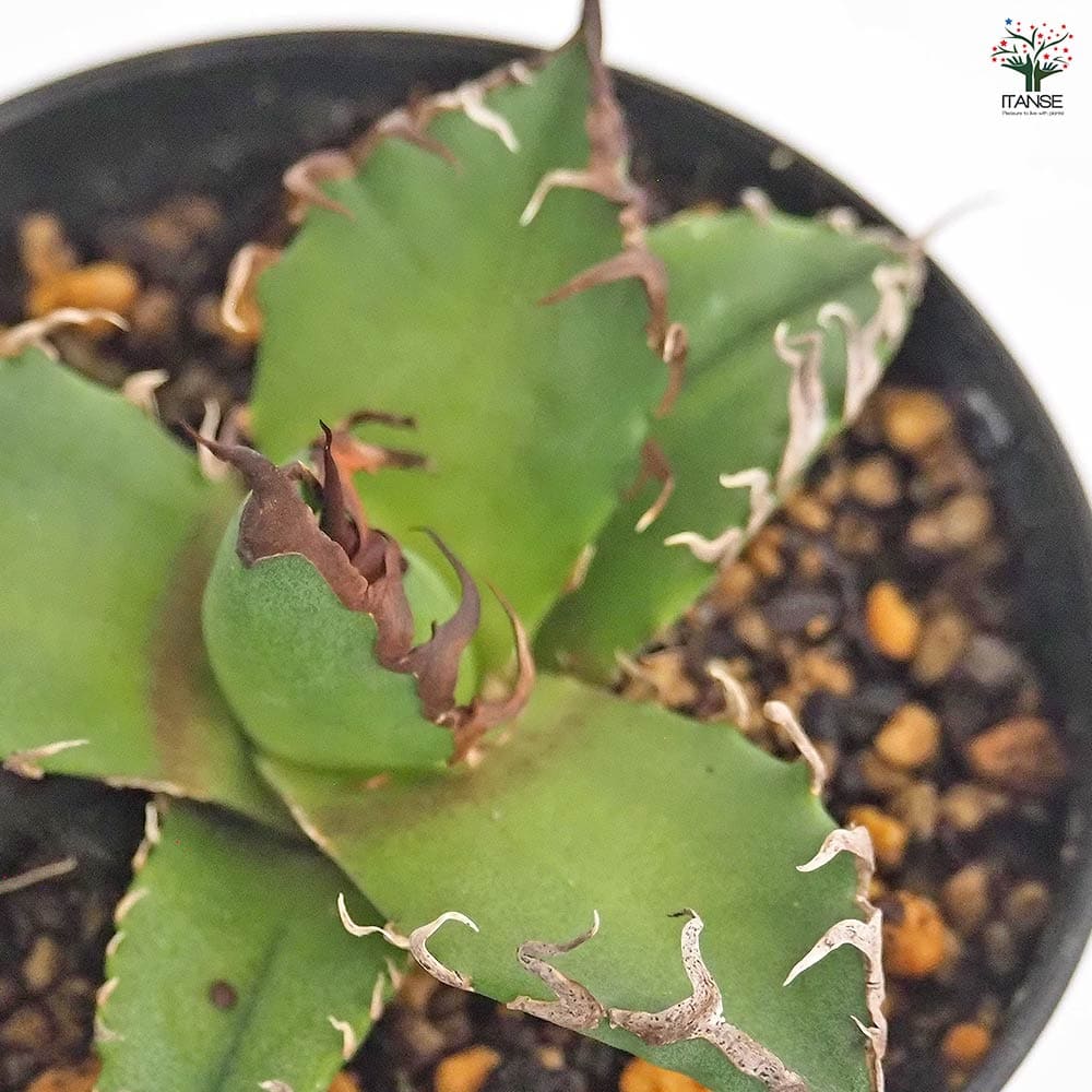 アガベ シーザー 【観葉植物 3号】｜ 【植物のITANSE】全品送料