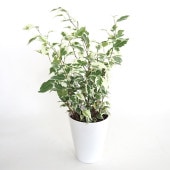 フィカス ベンジャミン スターライト 【観葉植物 5号／1個売り】|観葉植物