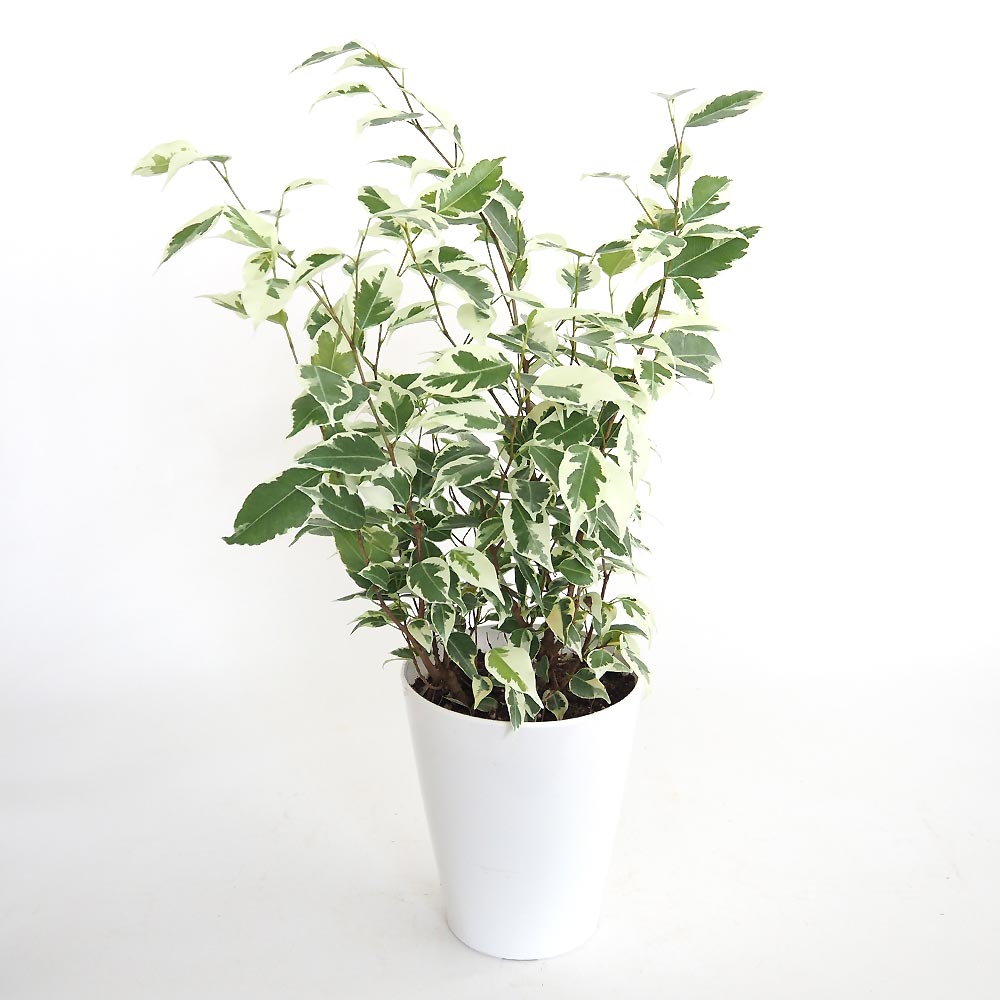 フィカス ベンジャミン スターライト 【観葉植物 5号／1個売り】