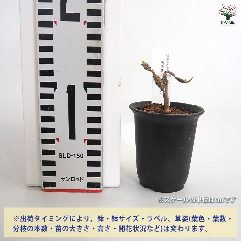 ユーフォルビア プラチクラダ 【多肉植物 2.5号／1個売り】｜ 【植物の