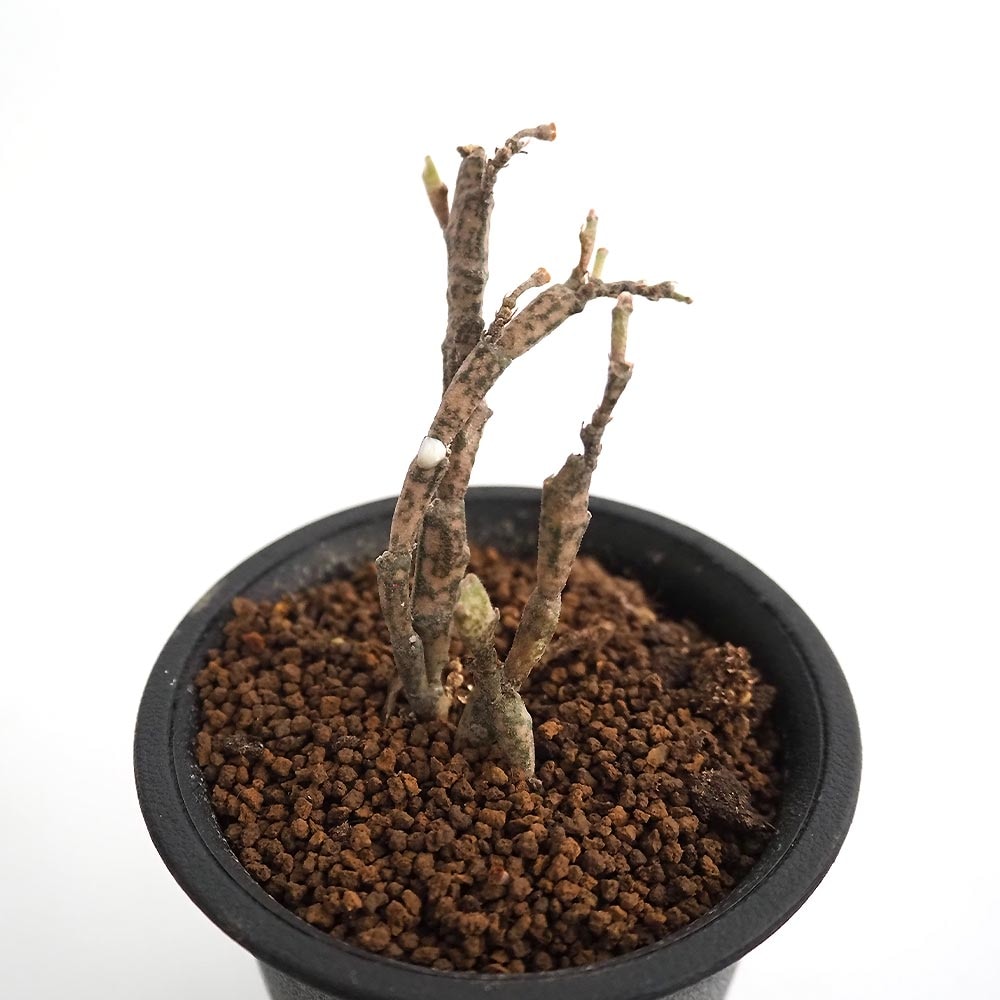 ユーフォルビア プラチクラダ 【多肉植物 2.5号／1個売り】