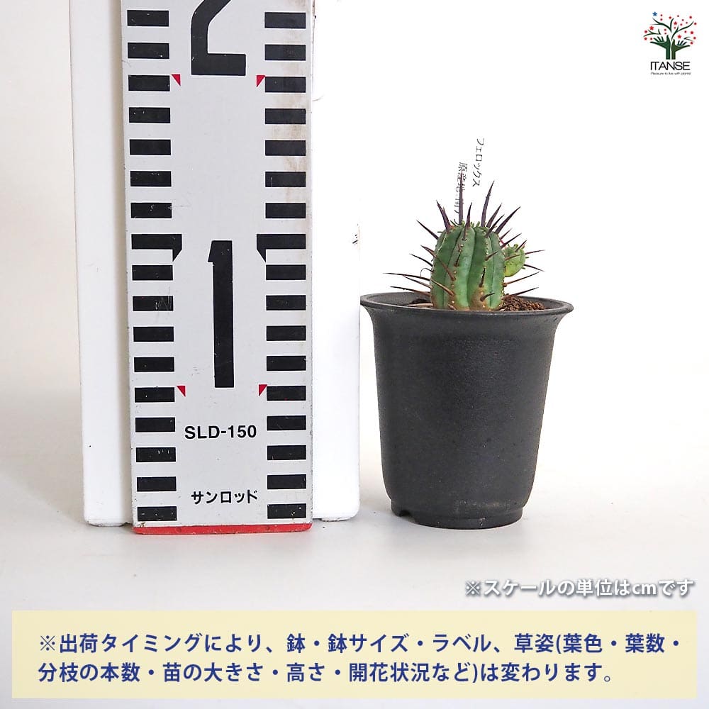 ユーフォルビア フェロックス 【多肉植物 2.5号／1個売り】｜ 【植物の