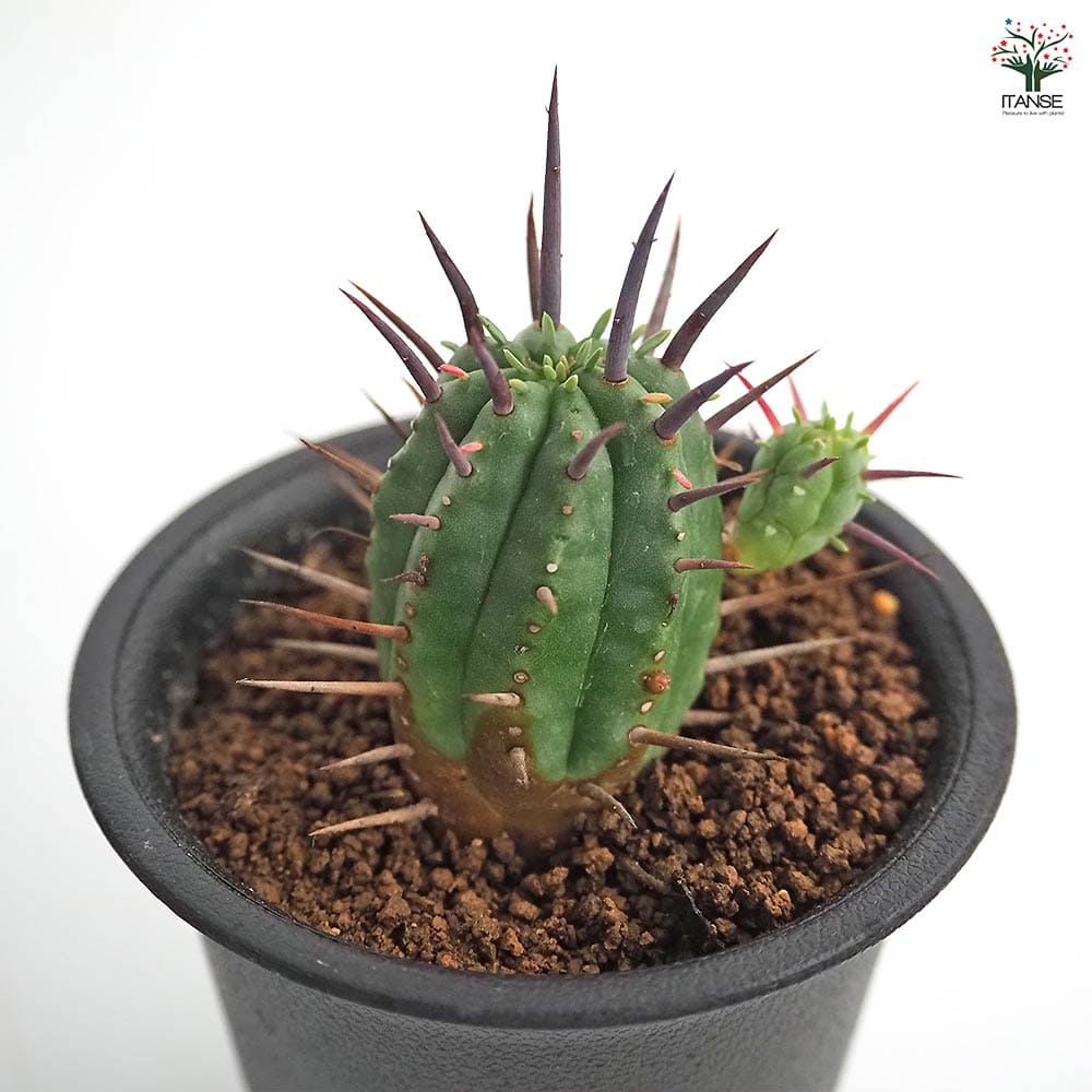 ユーフォルビア フェロックス 【多肉植物 2.5号／1個売り】｜ 【植物の