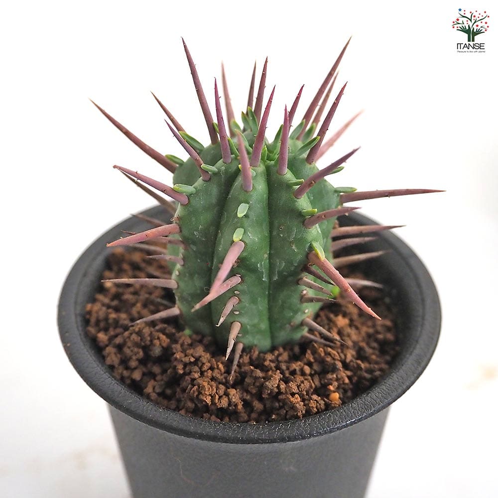 ユーフォルビア フェロックス 【多肉植物 2.5号／1個売り】｜ 【植物の