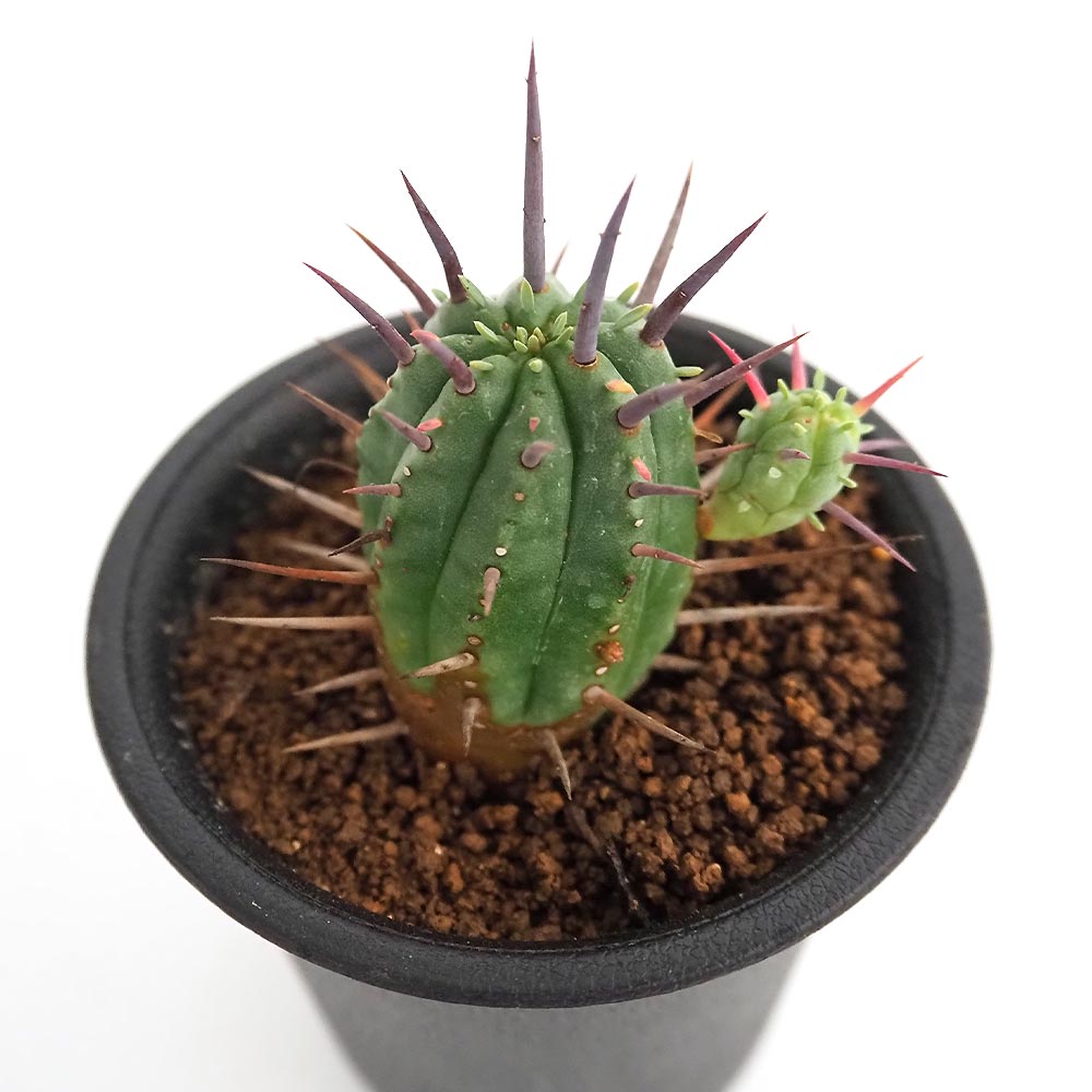 ユーフォルビア フェロックス 【多肉植物 2.5号／1個売り】