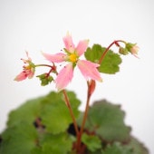 大文字草(ダイモンジソウ) 七変化 【花苗 3号】|花苗