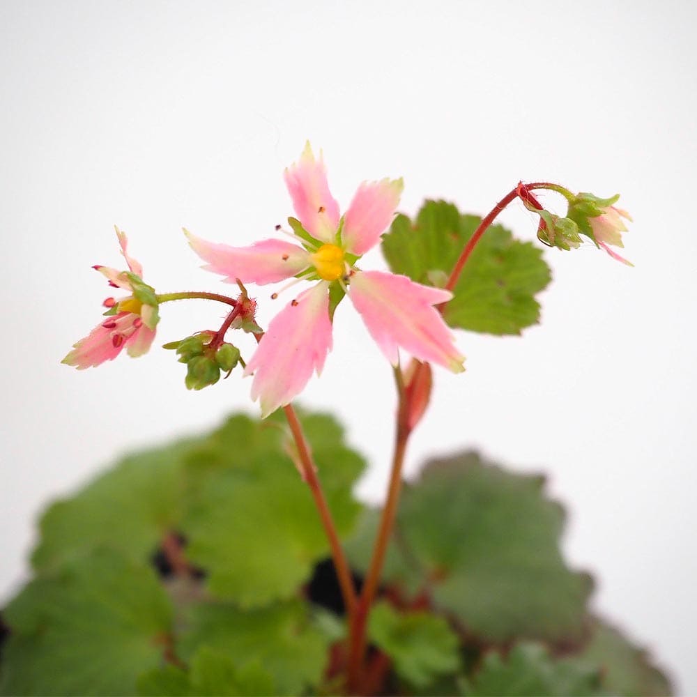 大文字草(ダイモンジソウ) 七変化 【花苗 3号】