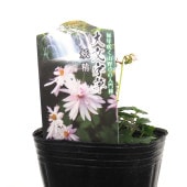 大文字草(ダイモンジソウ) 妖精 【花苗 3号】|花苗